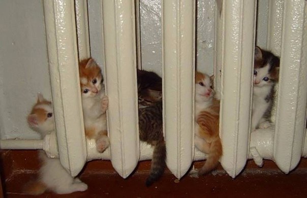 Посиделки на батарее