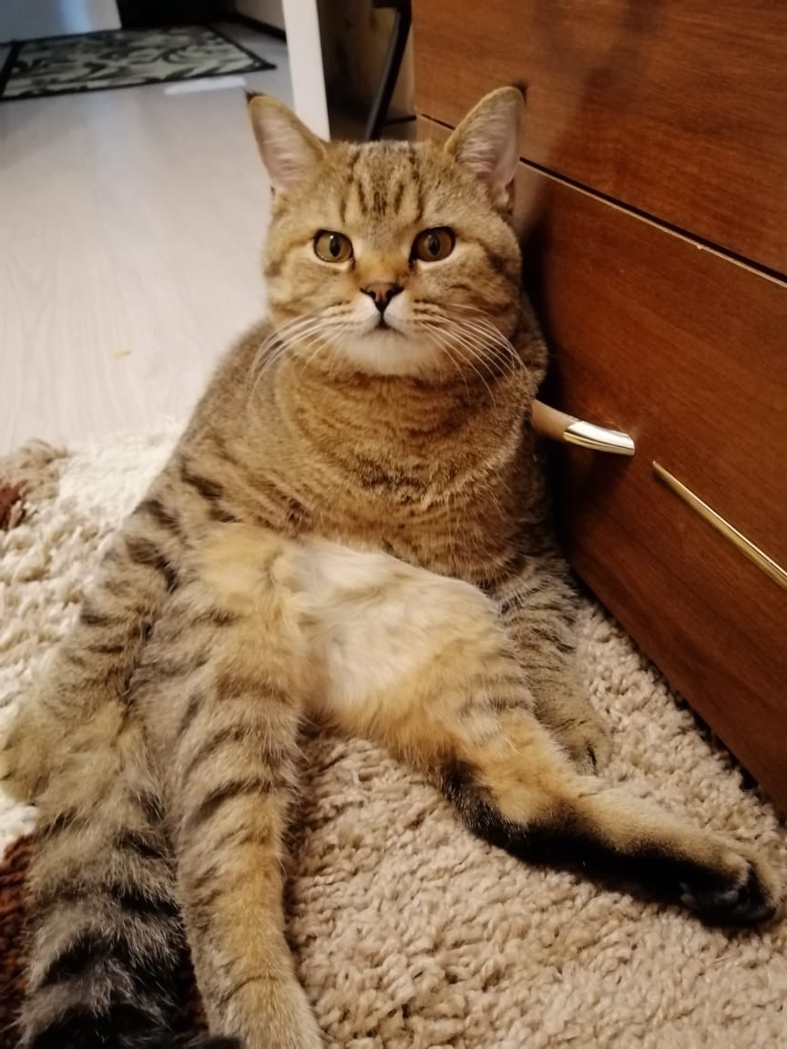 Кошечка внимательно слушает