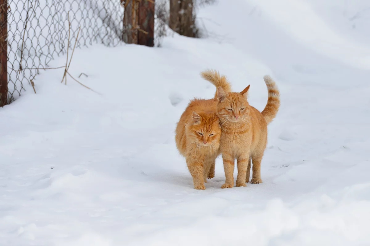 Ах, какая парочка