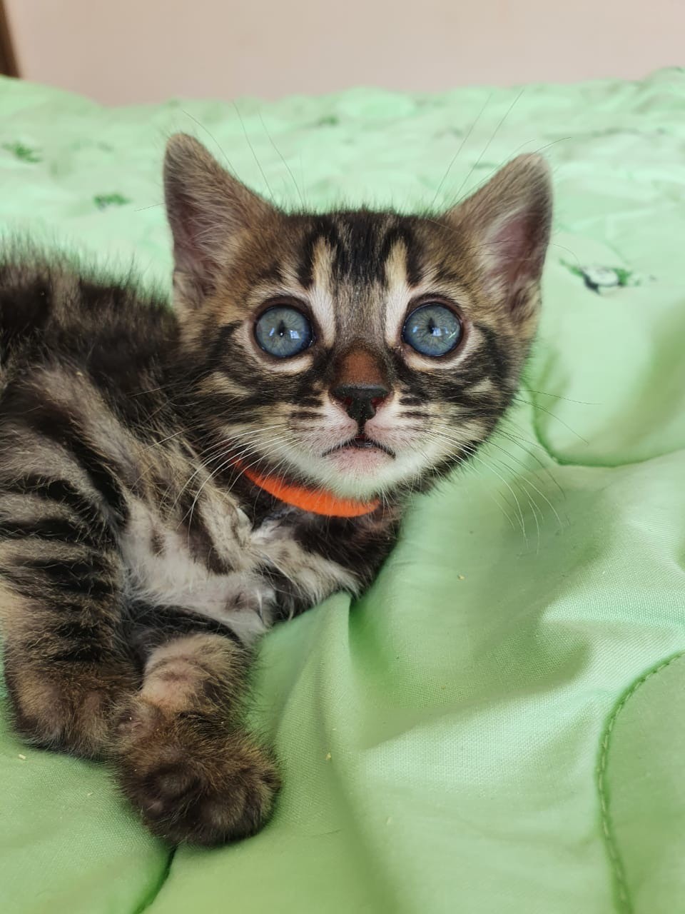 Полосатый глазастик