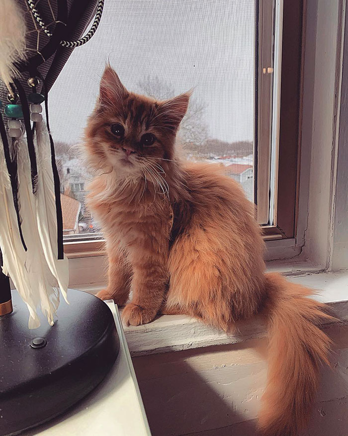 Скучающая кисонька