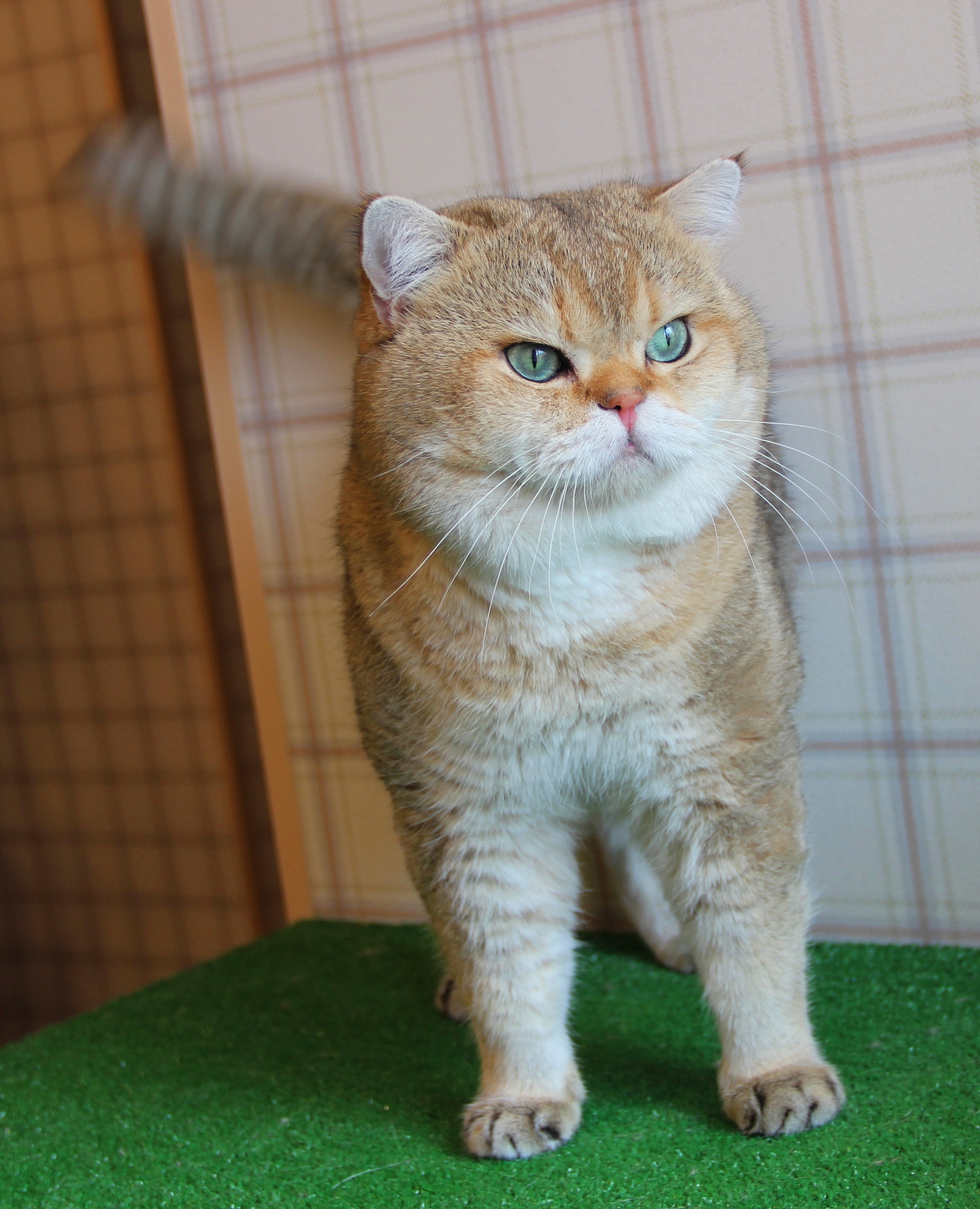 Шотландская красотка Хани