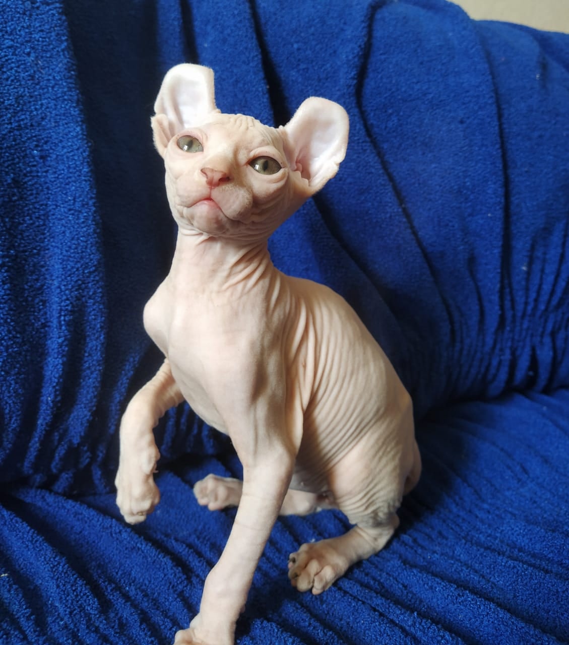 Мальчик Эльф позирует