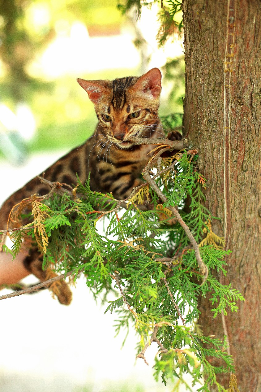 Котодегустация веточки