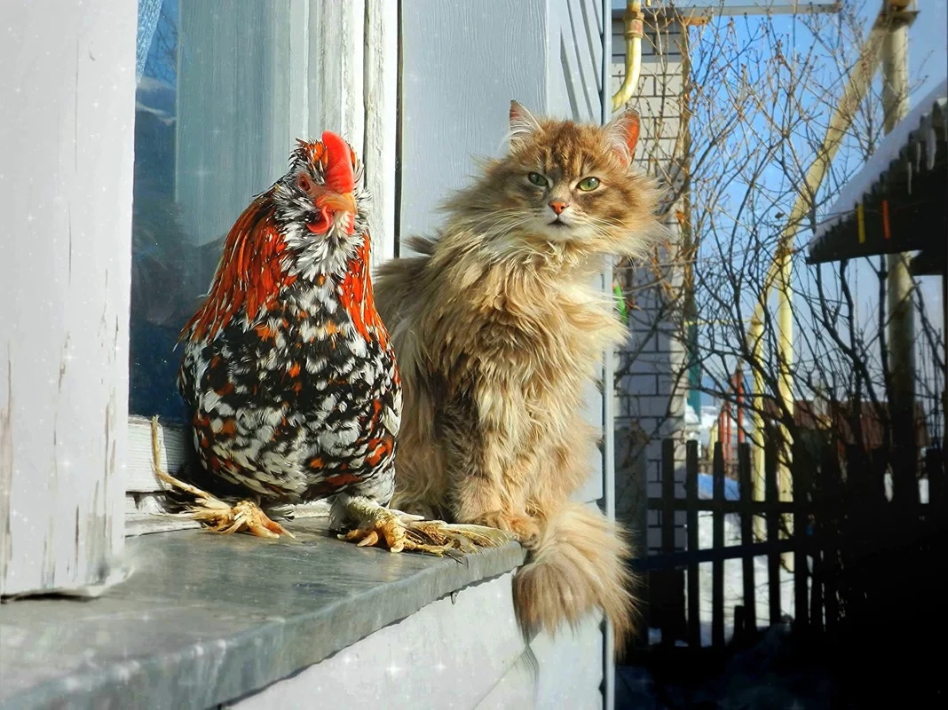 Деревенские пацаны