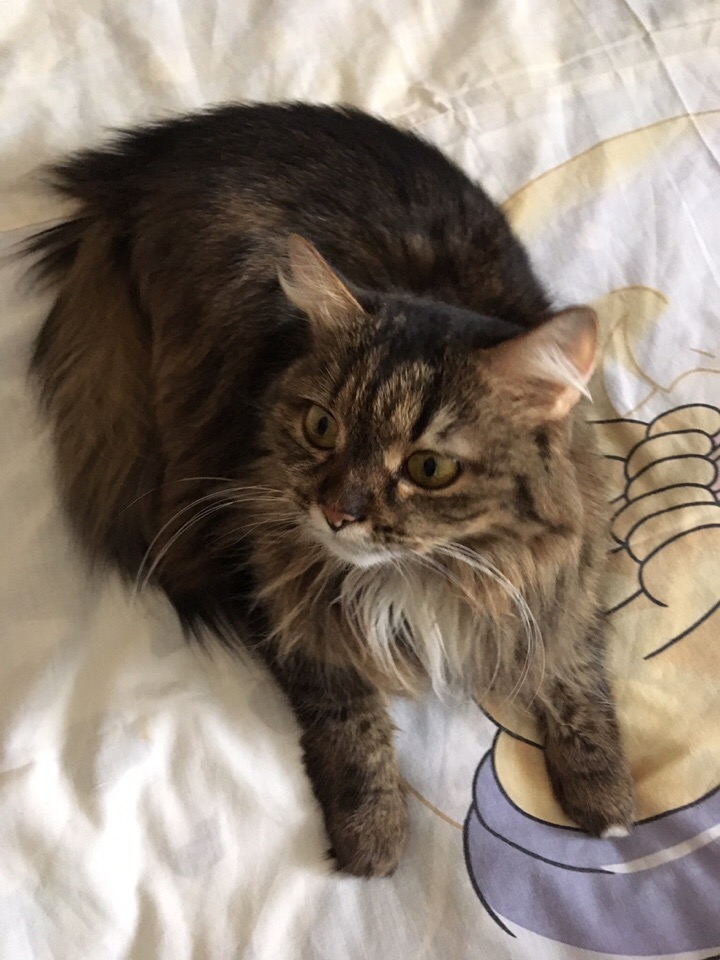 Испуганная кисуля