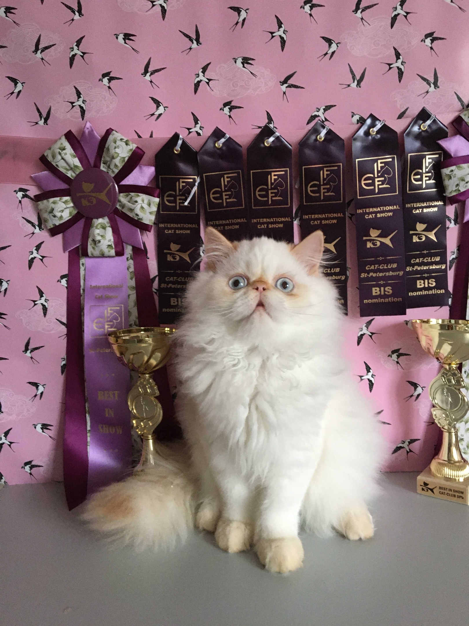 Ocean of Charm Himalayan Star