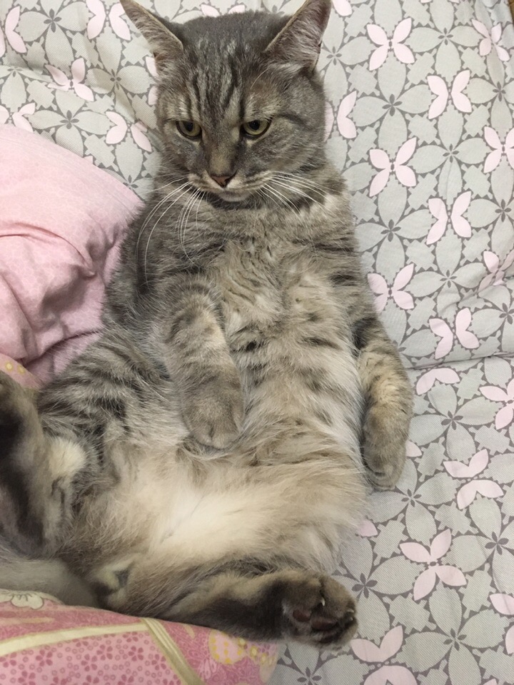 Котик не в духах