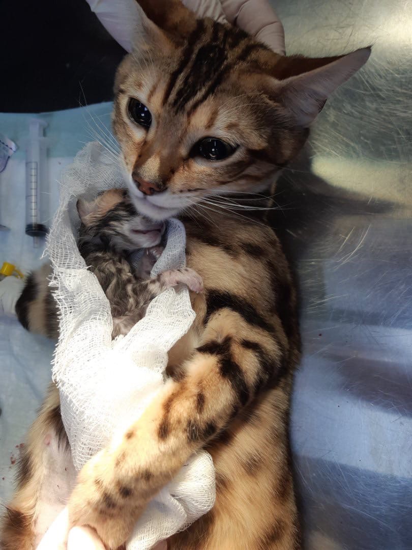 Новоявленная мамочка