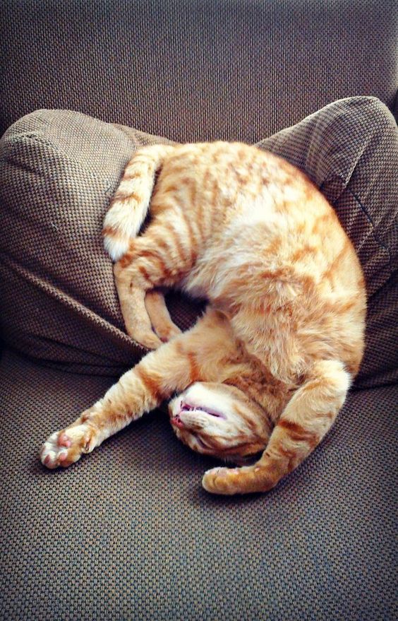 Главное сон, остальное не важно