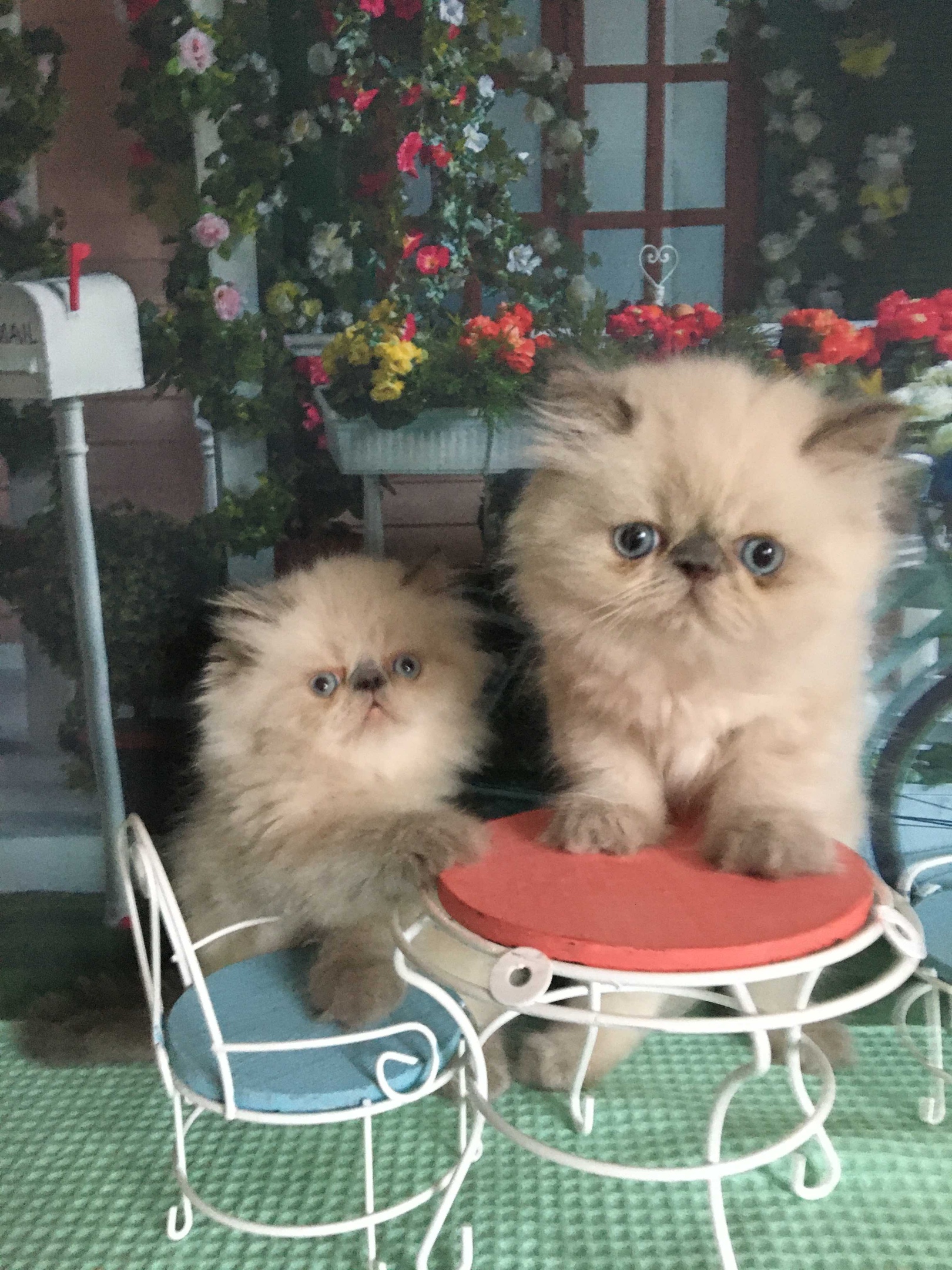 Наша летняя кафэшка