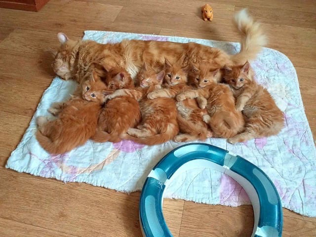 Детвора отдыхает