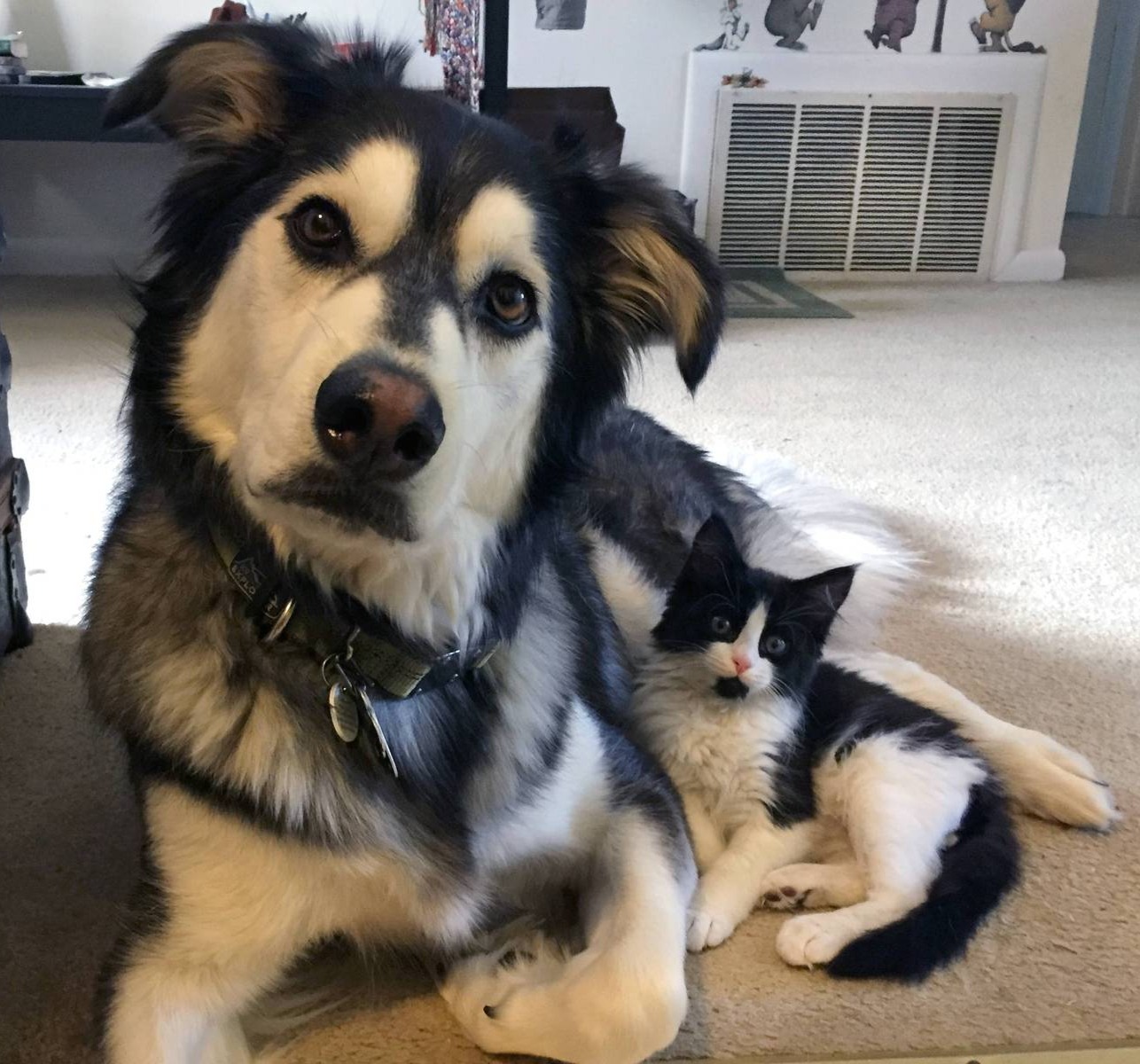 Пушистые друганы