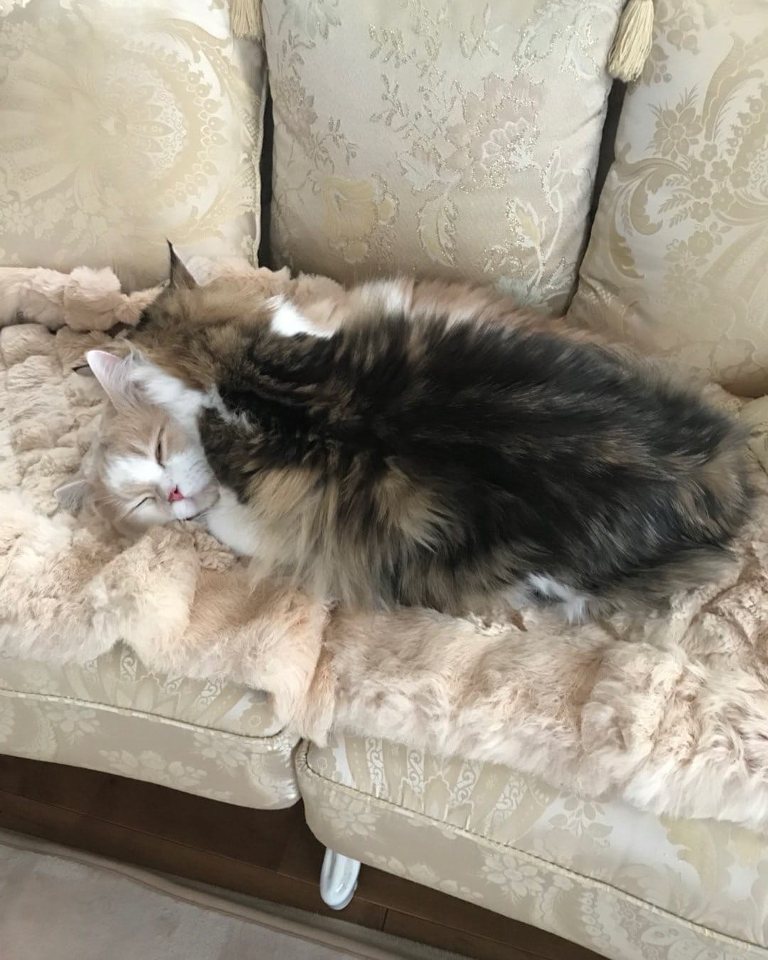 Спящая любовь