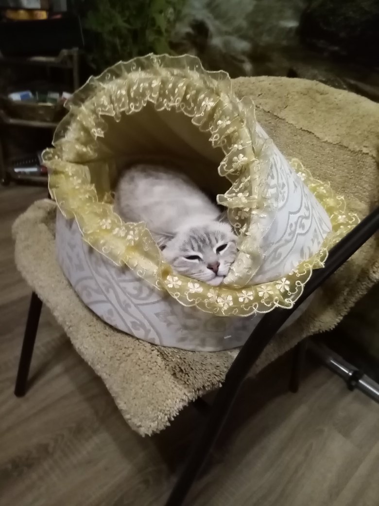 Усатая любимица