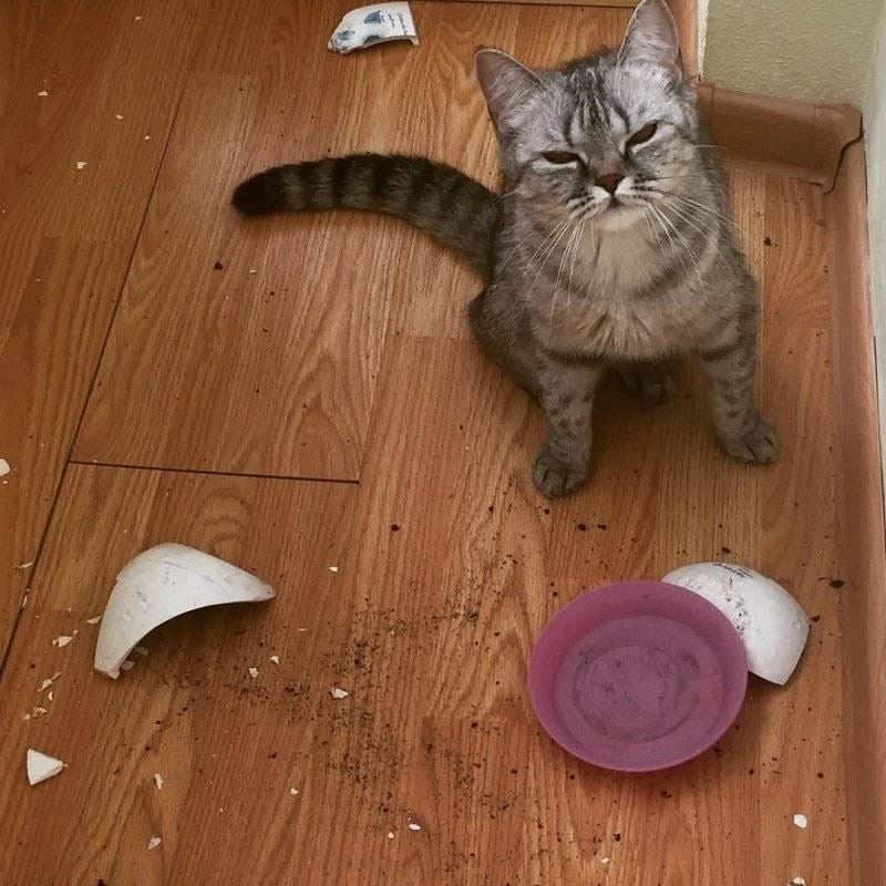 Я и лапой горшок не трогал