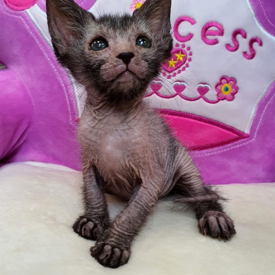 Красавчик Ликой