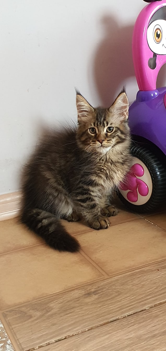 Мейнкуша скромняга