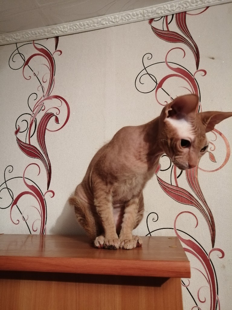 Что, делите что то без меня