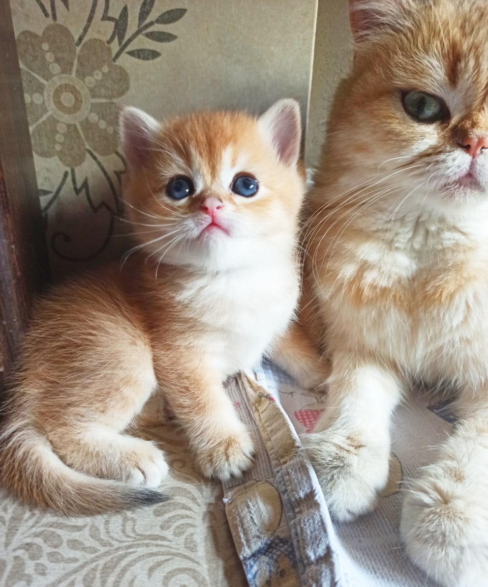 Шотландик с мамой