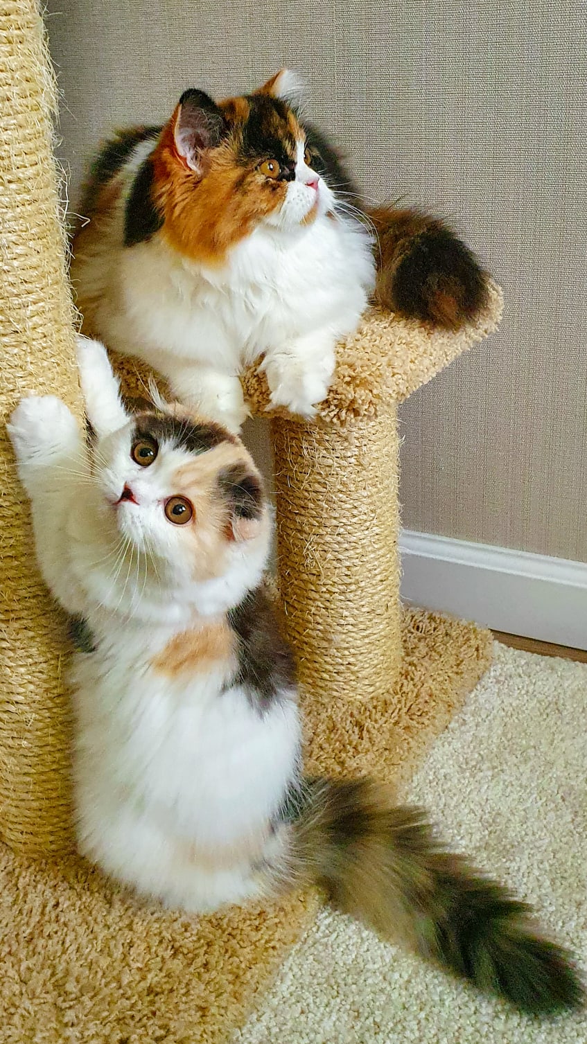 Сёстры трёхцветки