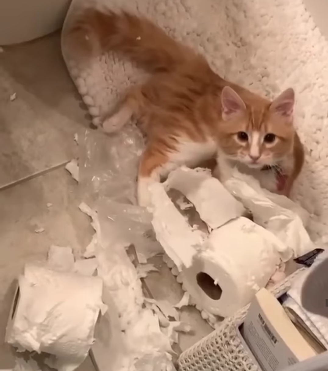 Битва с туалетной бумагой