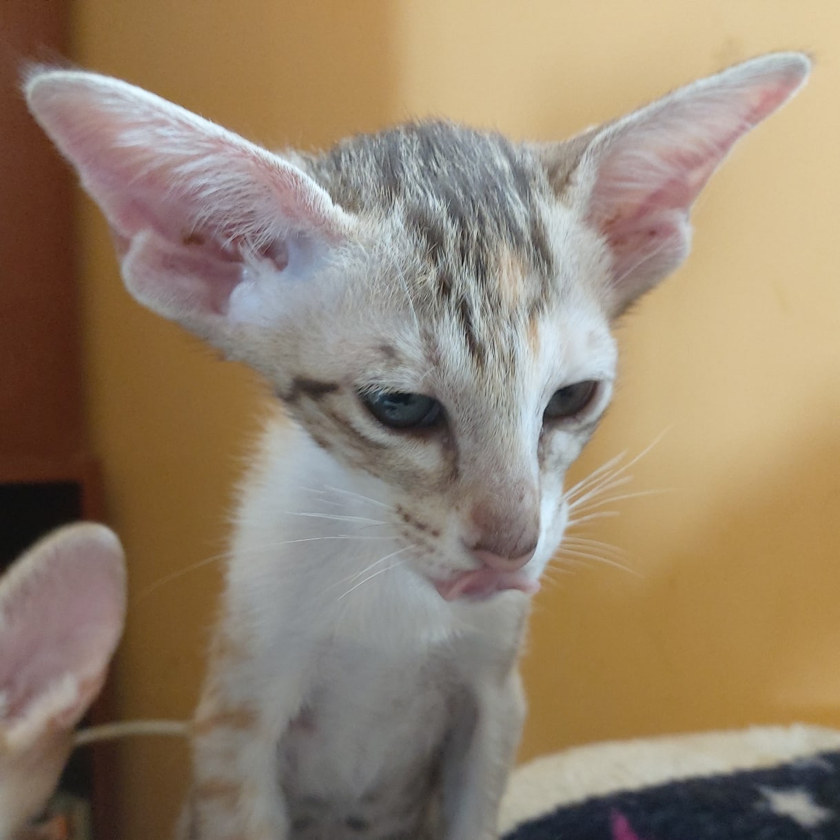 И облизнулся он