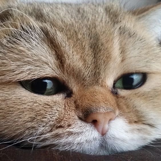 Зеленоглазая капризуля