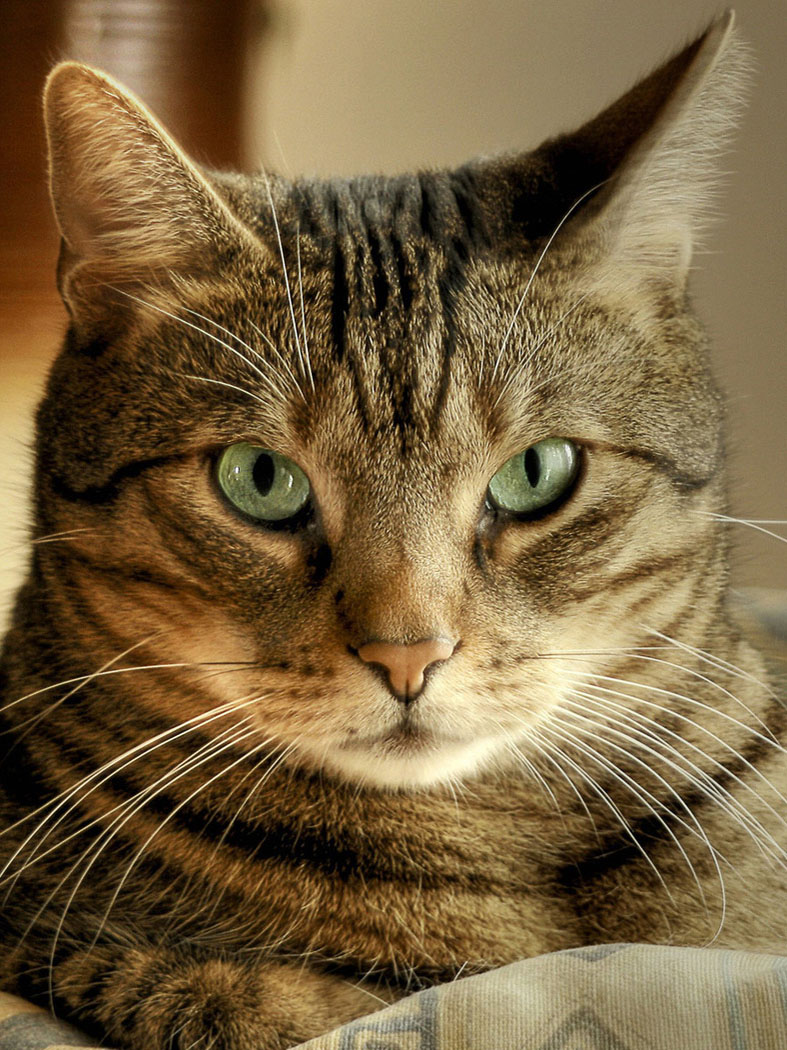 Следящий за порядком