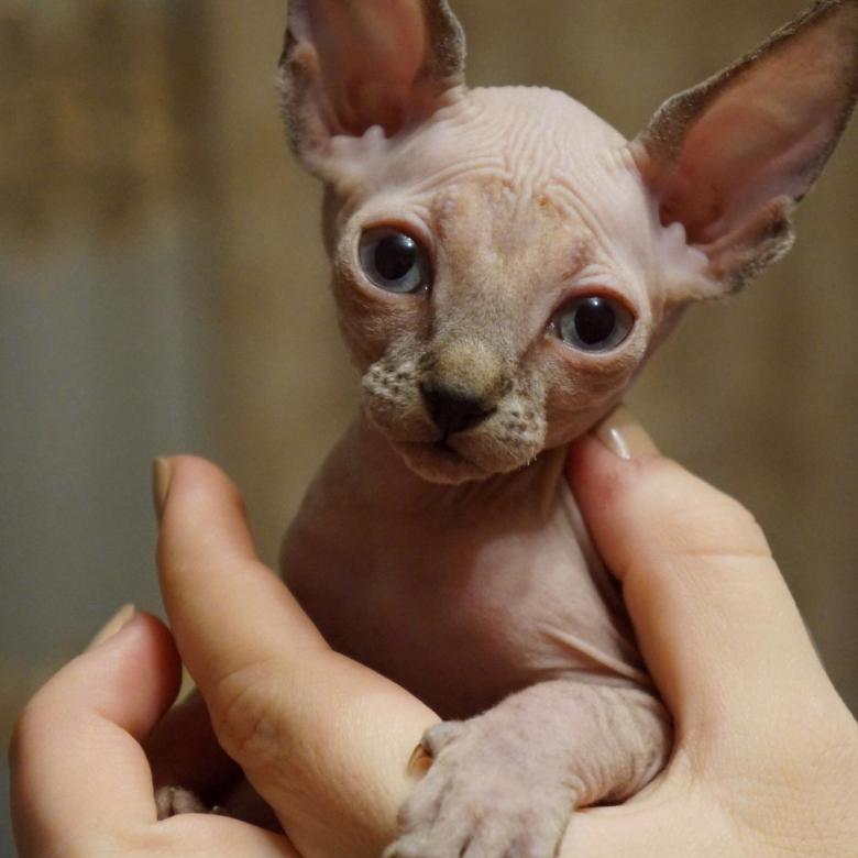 Ручной симпатяжка