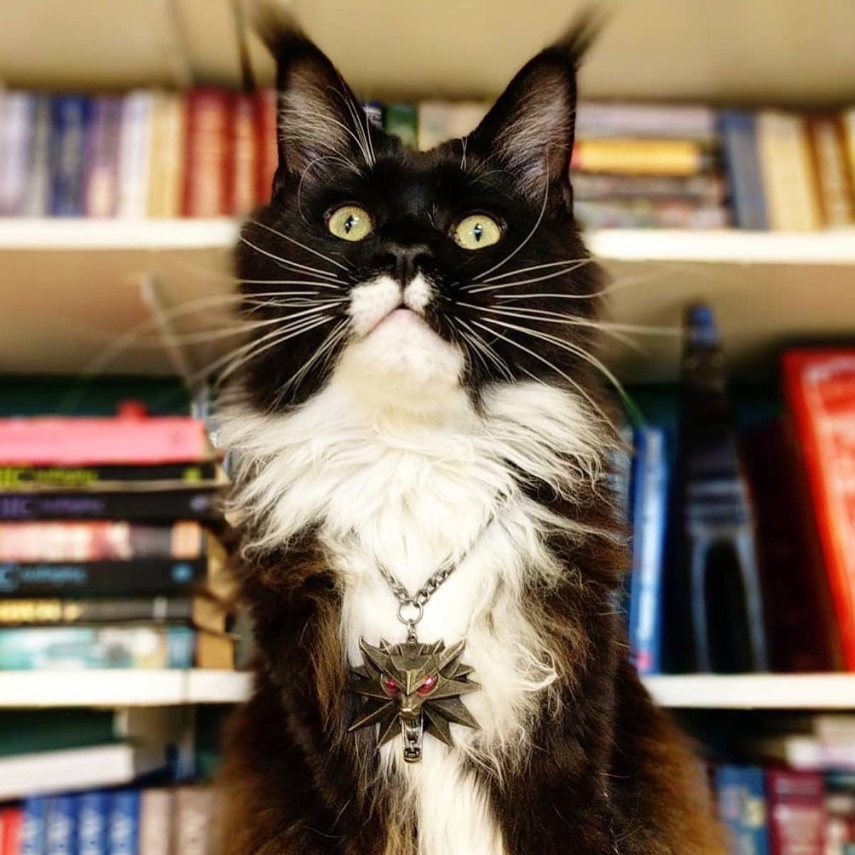 Котогерцог