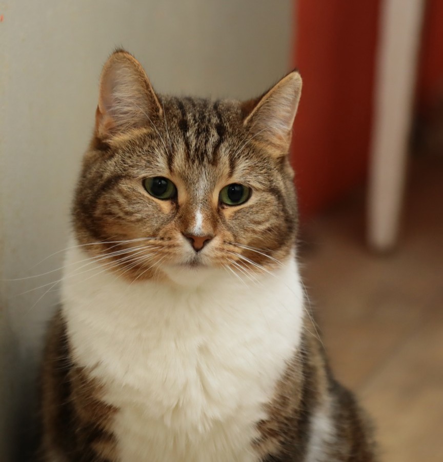 Зеленоглазый красавчик