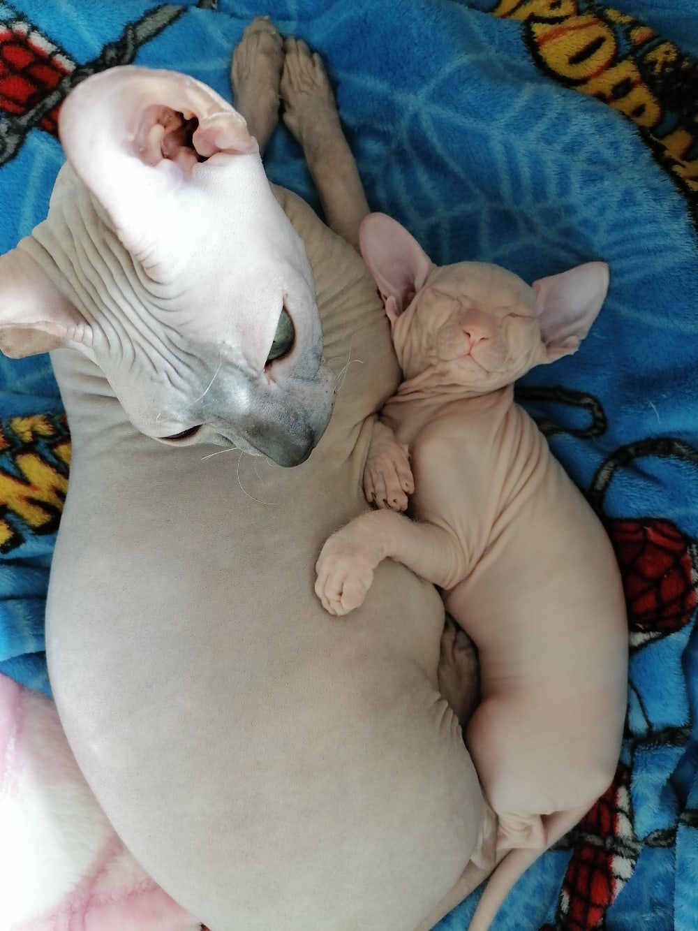 Лысики отдыхают