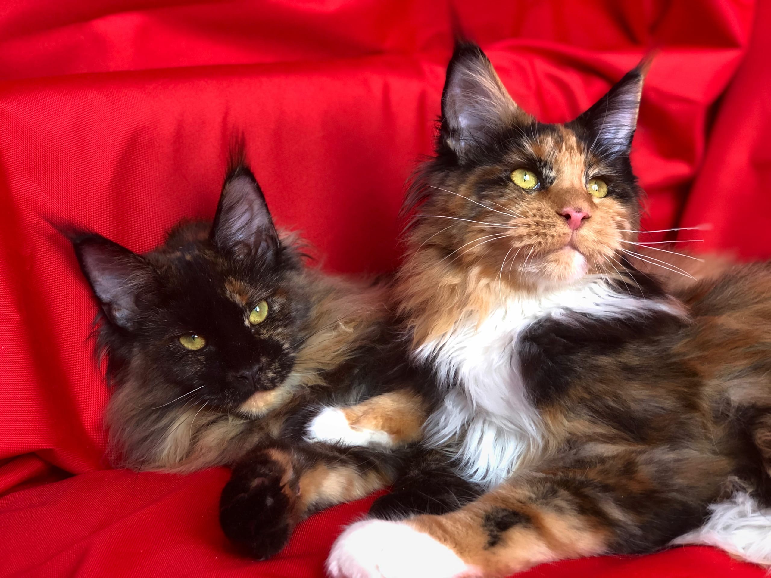 Подружки черепашки