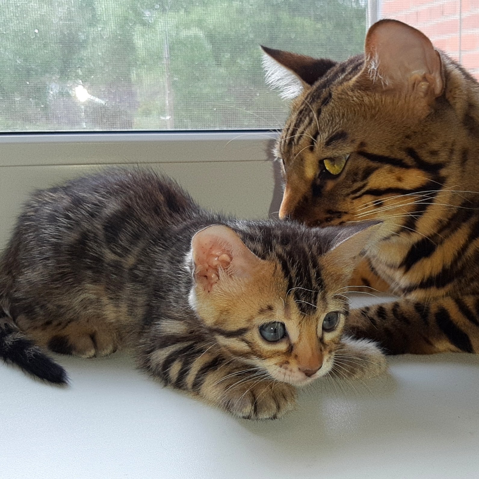 Мама кошка с полосатиком