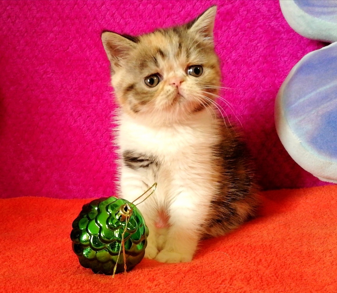 Экзотика у шарика