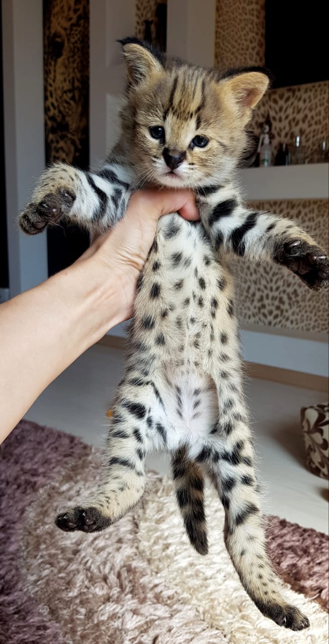 Малыш Сервал