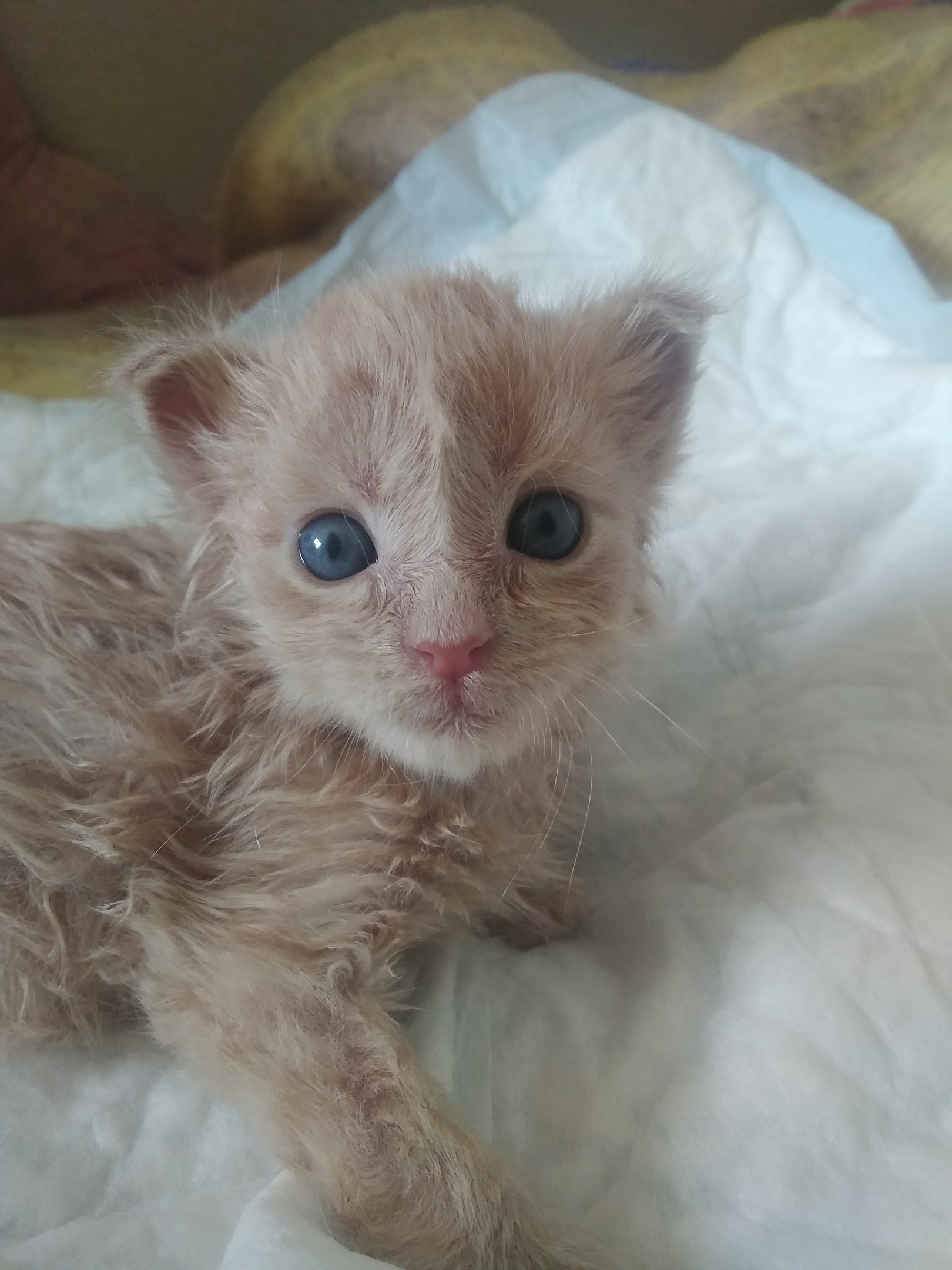 Удивлённый котёнок