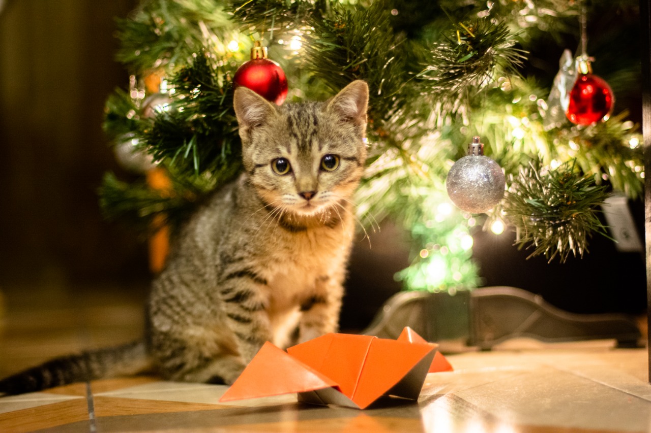 А где подарки