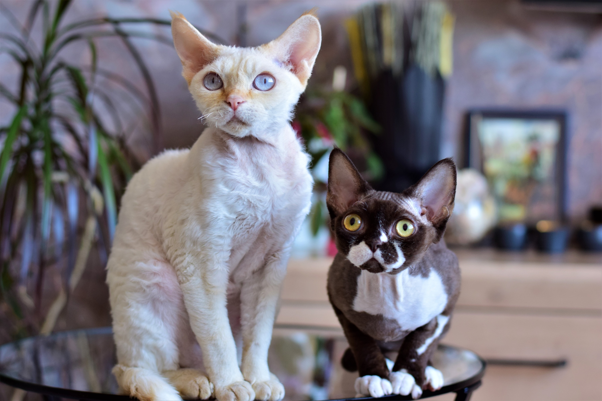 Внимательные подружки