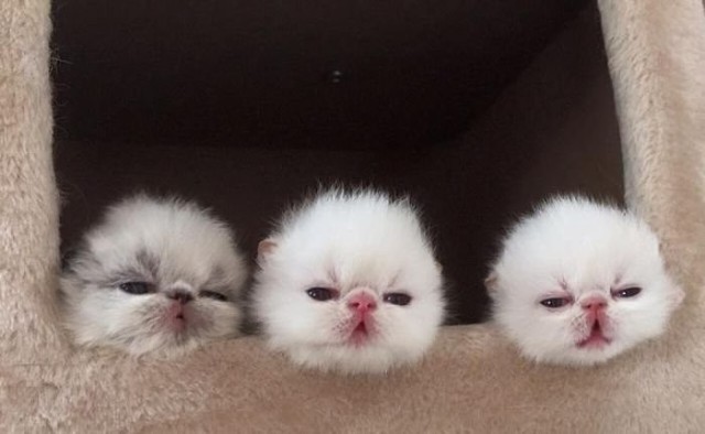 В ожидании мамы