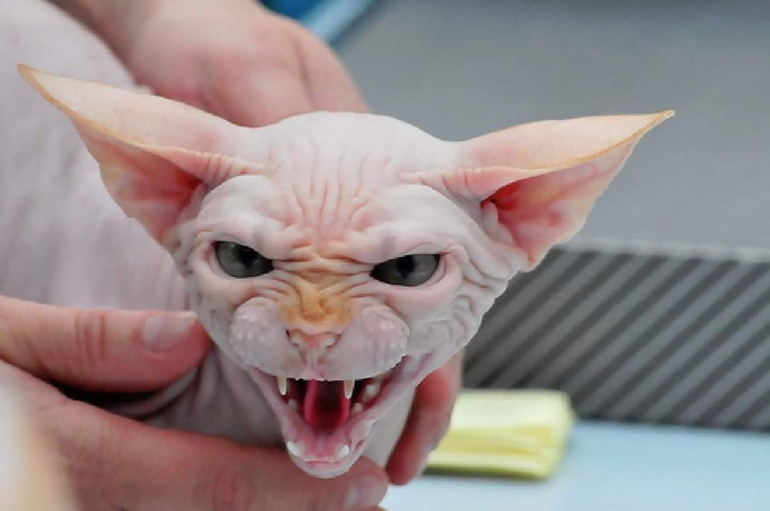 Бойтесь все