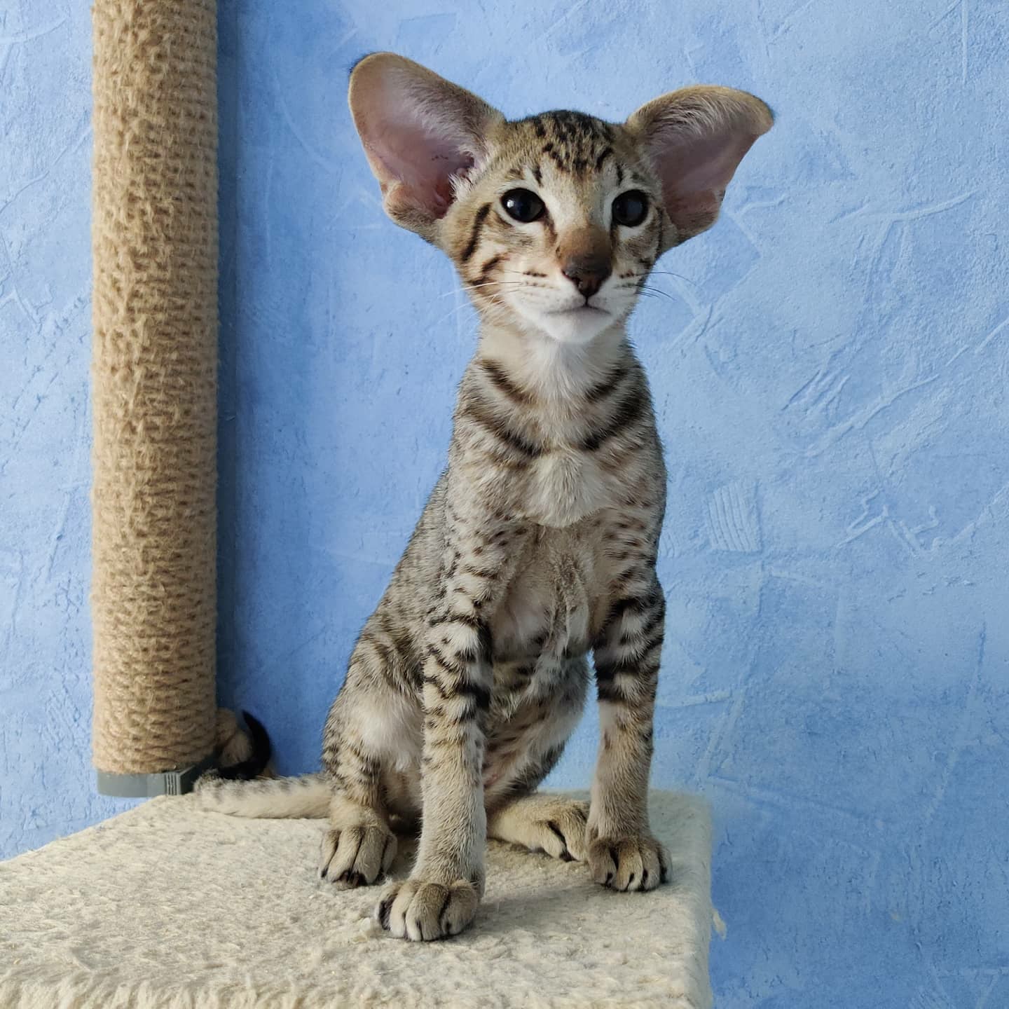 Лапаух на стрёме