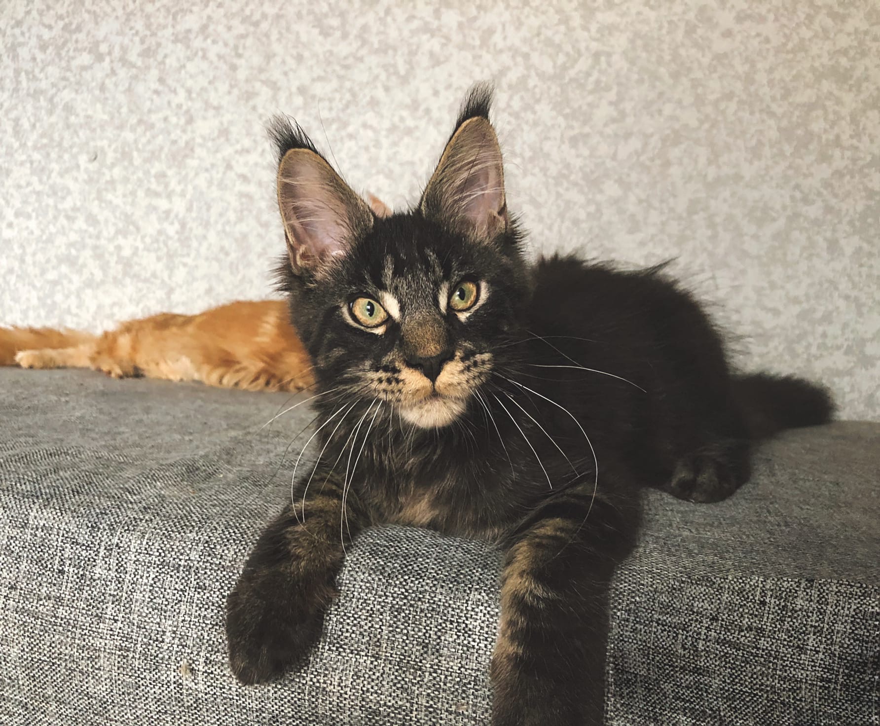 Будущий производитель