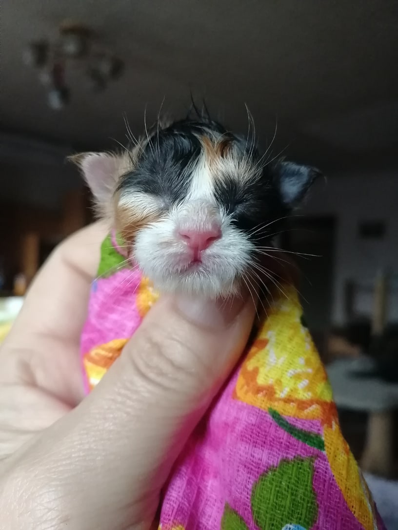 Появление черепашки