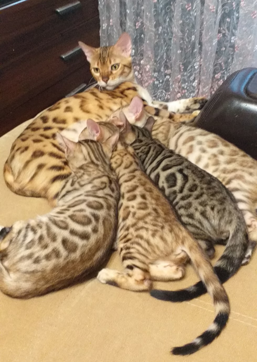 Мама кошка и взрослые детки