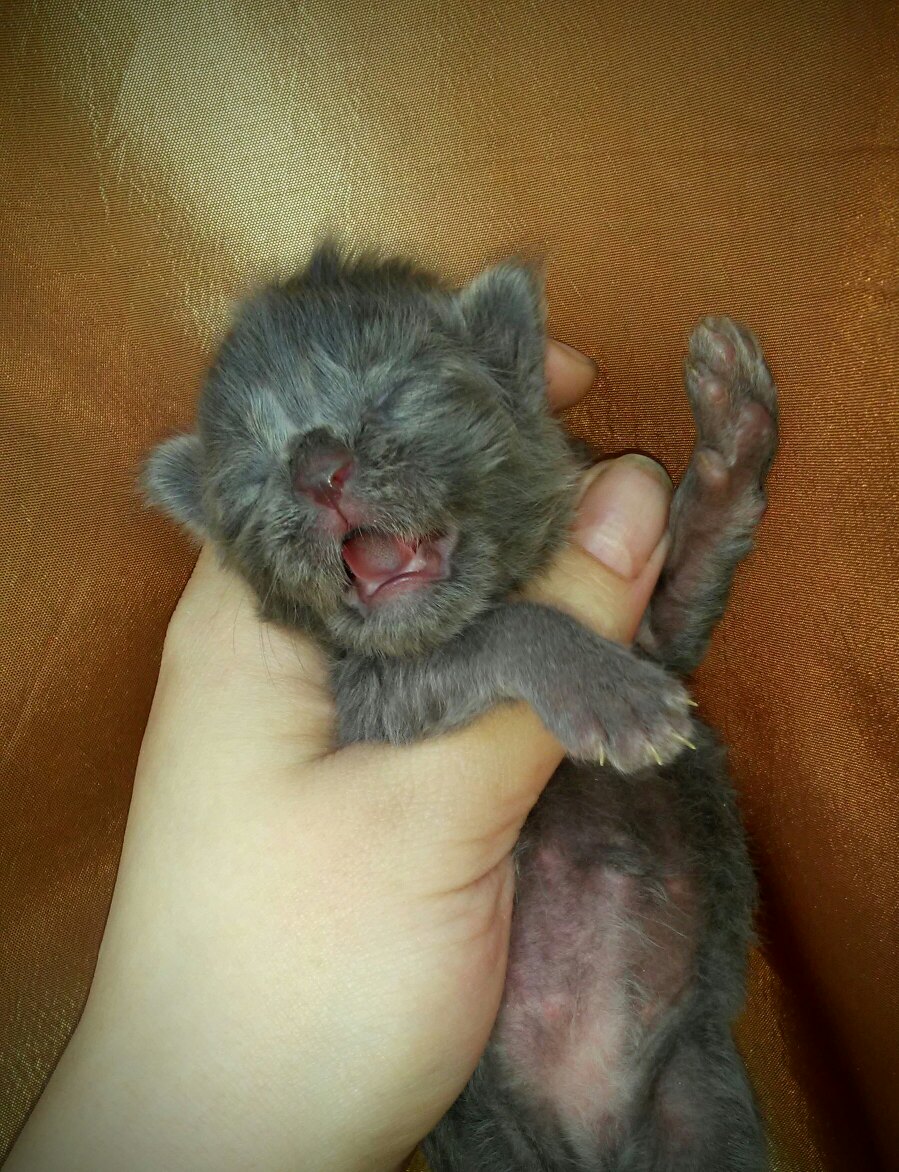 Отпустите я сам