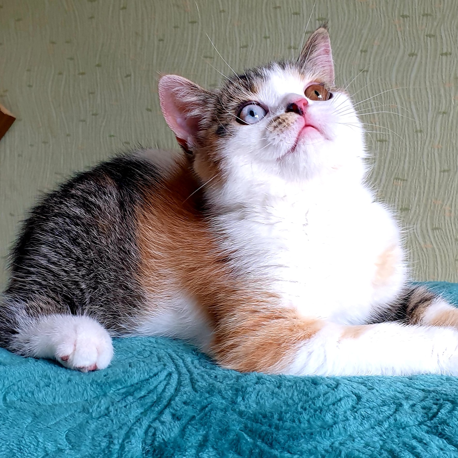 Пятицветка