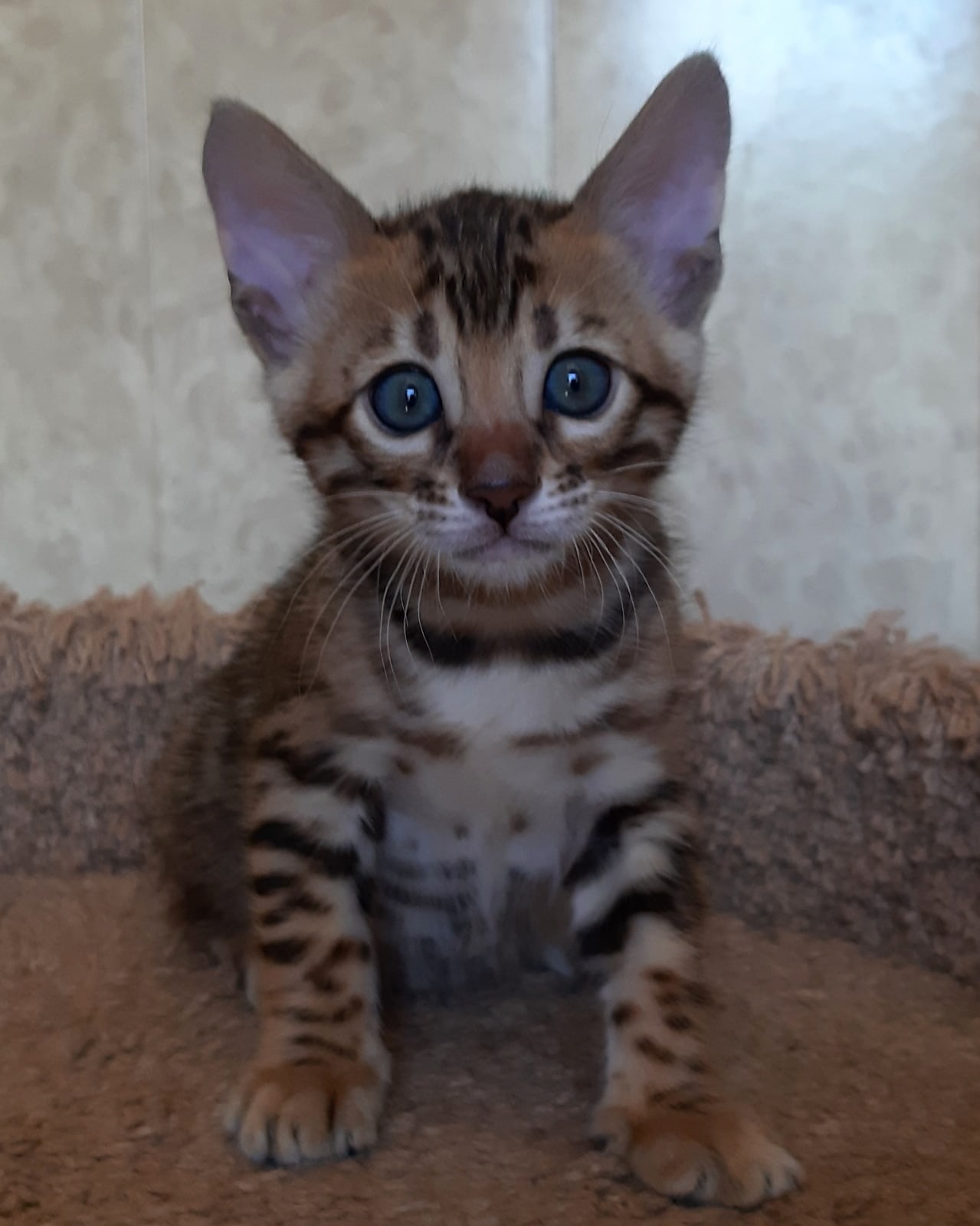 Глазастик полосатик