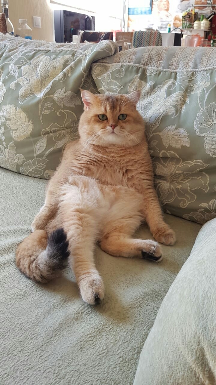 Где пульт от телека?